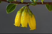 Agapetes smithiana var major